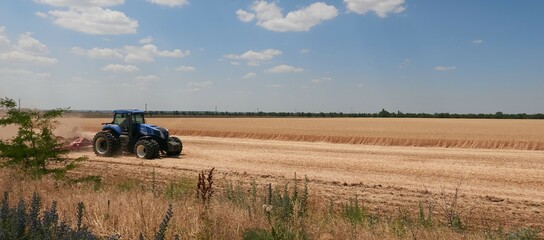 tractor harvests wheat on the field