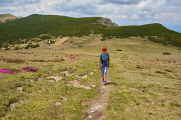 Fototapeta premium Woman hiking on a mountain with rhododendron flowers