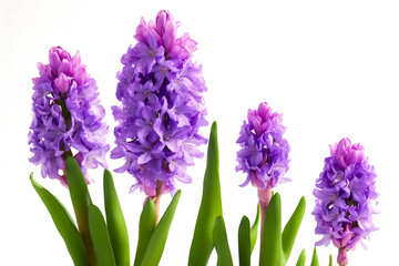 Purple Hyacinths on White Background