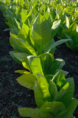 A Tobacco plantation stretches into the horizon, with rows of vibrant green leaves. A single tobacco plant, showcasing its broad, green leaves. The leaves are slightly textured, highlighting its growt