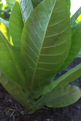 A Tobacco plantation stretches into the horizon, with rows of vibrant green leaves. A single tobacco plant, showcasing its broad, green leaves. The leaves are slightly textured, highlighting its growt