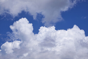 picture of a single bird flying in the blue sky in the clouds