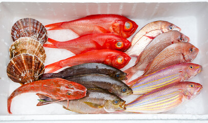 Fresh fish and shellfish, staple ingredients from Japan, in a foam box.