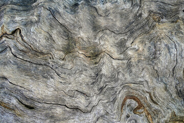 Old oak wood texture with natural patterns. Abstract background and texture for design