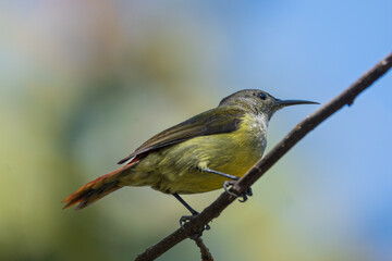 The fire-tailed sunbird (Aethopyga ignicauda) is a captivating species found primarily in the Himalayas.