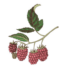 Raspberry branch with berries vector