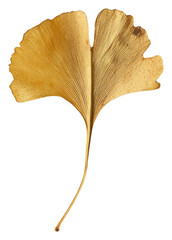 Fototapeta premium PNG Dried ginkgo leaf textured plant paper.