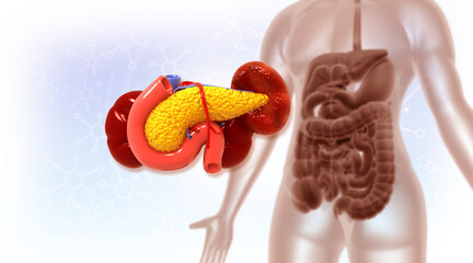 Human pancreas anatomy. 3d illustration