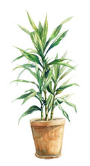 Fototapeta premium A watercolor painting of a potted dracaena plant on a transparent background, in soft neutral colors, from a low angle.
