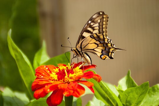 Elegant butterfly amidst vibrant flowers