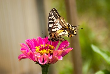 A colorful butterfly on a pink flower