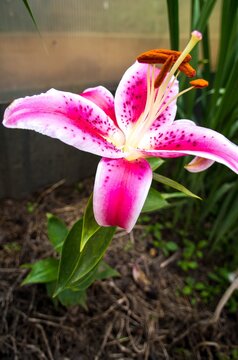 Beautiful vivid stargazer lily in full bloom