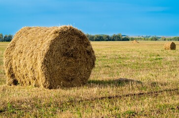 Fototapeta premium Hay harvest in a serene rural field