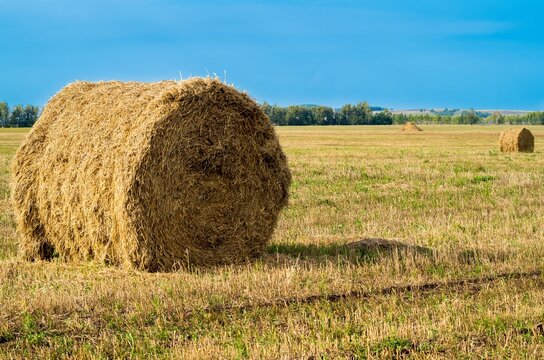 Hay harvest in a serene rural field