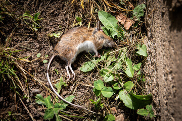 Rodent control, dead mouse with long tail on the ground