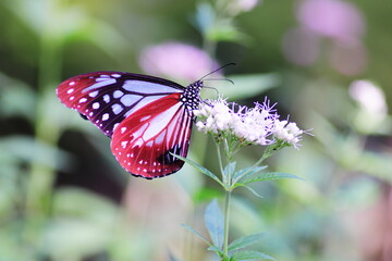 Obraz premium フジバカマの蜜を吸うアサギマダラ