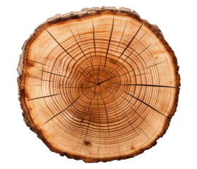 PNG Cutted log plant wood tree.