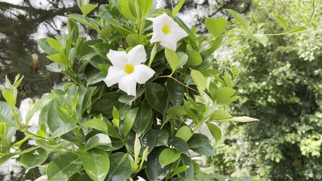 Dipladenia, Sanderi, Sundaville
