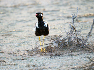 Weißflügeltrappe (Afrotis afraoides)