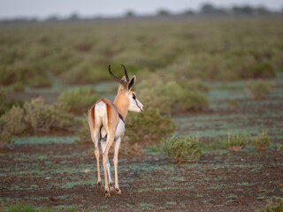 Springbock (Antidorcas marsupialis)