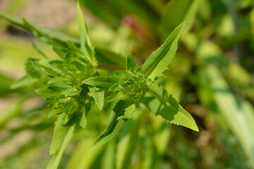 Stokes aster Traumerei flower buds