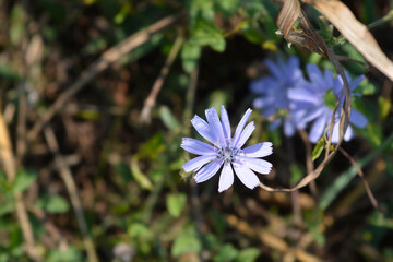 Wild chicory flower