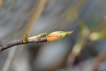 Climbing hydrangea branch with buds