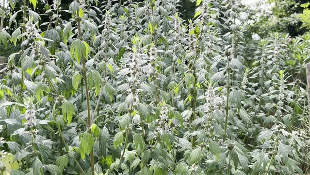 Motherwort, Leonurus, cardiaca