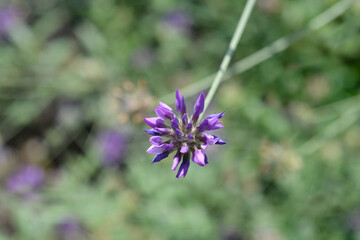 Bitumen trefoil flower