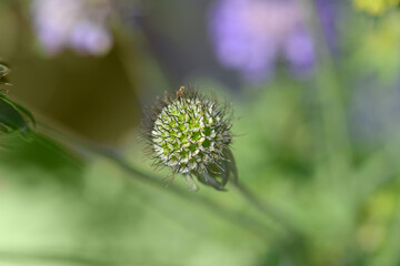Japanese pincushion flower seed head