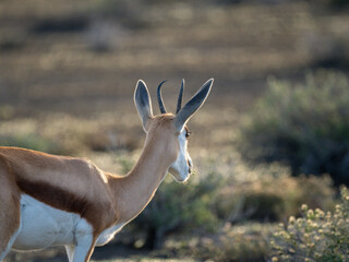Springbock (Antidorcas marsupialis)