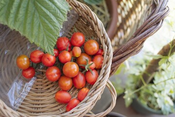 Cherry tomate crop season