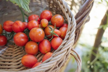 Cherry tomate crop season