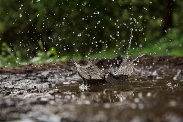 Fototapeta premium A close-up view of rain causing a splash of muddy water on the forest ground, capturing the interaction between rainwater and earth in a vibrant burst of motion and texture.
