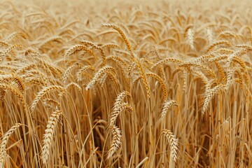 Close-Up Shot of a Rustic Field of Golden Wheat with Blurred Background, Clear Blue Sky, Soft Natural Lighting, Warm Color Tones, High Resolution, Macro Lens Photography, Sharp Focus, Depth of Field