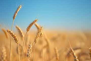 Obraz premium Close-Up Shot of a Rustic Field of Golden Wheat with Blurred Background, Clear Blue Sky, Soft Natural Lighting, Warm Color Tones, High Resolution, Macro Lens Photography, Sharp Focus, Depth of Field