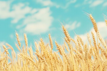 Fototapeta premium Close-Up Shot of a Rustic Field of Golden Wheat with Blurred Background, Clear Blue Sky, Soft Natural Lighting, Warm Color Tones, High Resolution, Macro Lens Photography, Sharp Focus, Depth of Field