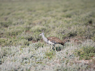 Riesentrappe (Ardeotis kori