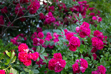 Fototapeta premium vivid pink rose 20