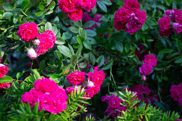 vivid pink rose 19