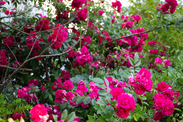 vivid pink rose 18