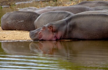 Hippopotamus sleeping during the day near some water.