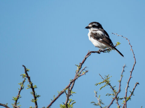 Fiskalw&uuml;rger (Lanius collaris)