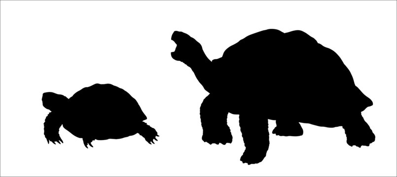 Black vector silhouette drawing with different land turtles. Comparison of the turtles.
