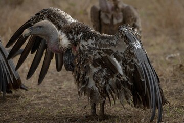 Close-up of vulture in the wild savanna.