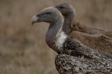 Close up portrait of vulture in Serengeti national park. 