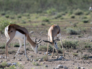 Springbock (Antidorcas marsupialis)