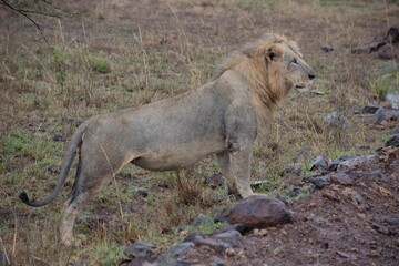 African male lion in the savanna