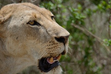 Obraz premium close up portrait of a lion.