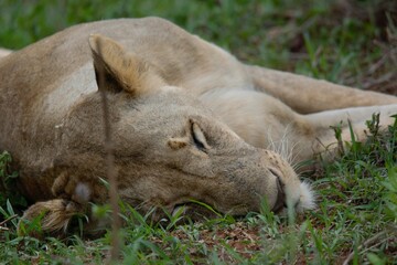 lion sleeping in the grass in the African savanna.